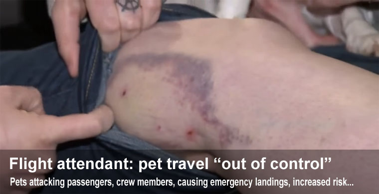 airline-pet-attack